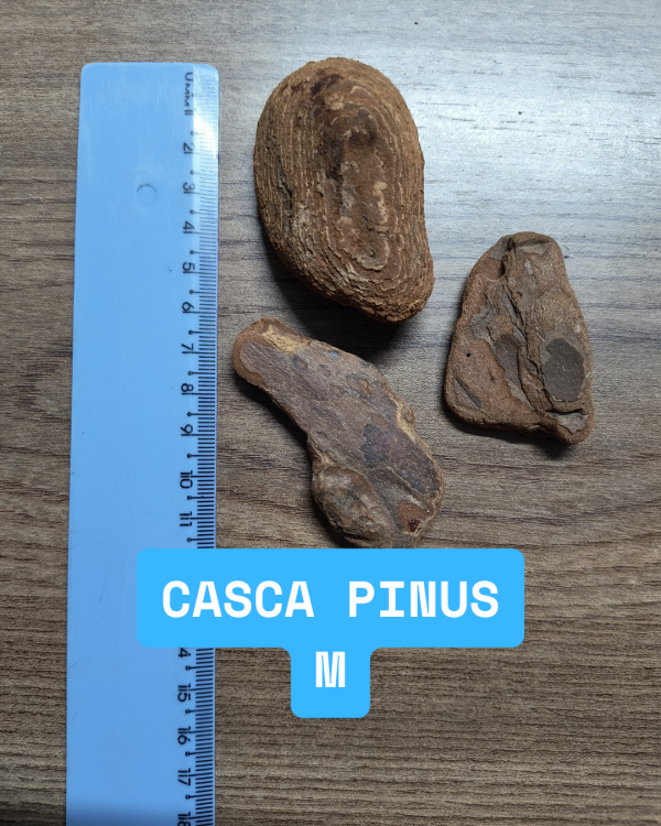 Casca de Pinus Decorativa Tamanho M - Fardo com 6 unidades de 1kg - Imagem 2