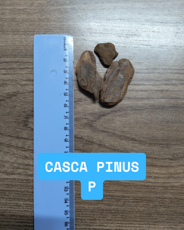 Casca de Pinus Decorativa Tamanho P - Fardo 6 unidades de 1KG - Imagem 2