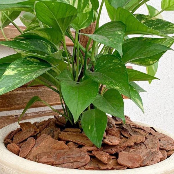 Casca de Pinus Decorativa Tamanho G - Saco 40 Litros. - Imagem 3